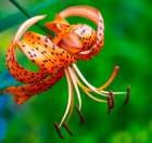 USA-Washington State-Pacific Northwest Sammamish Orange Tiger Lily close up Art Print